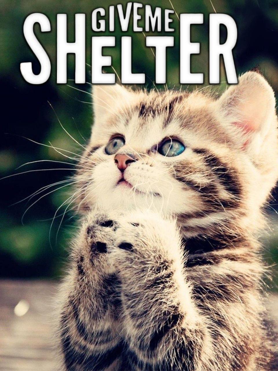Give me Shelter