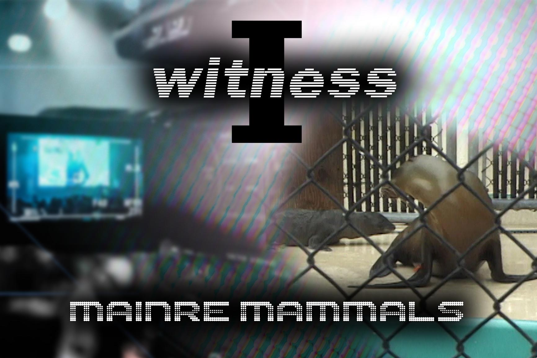 I Witness: Marine Mammals